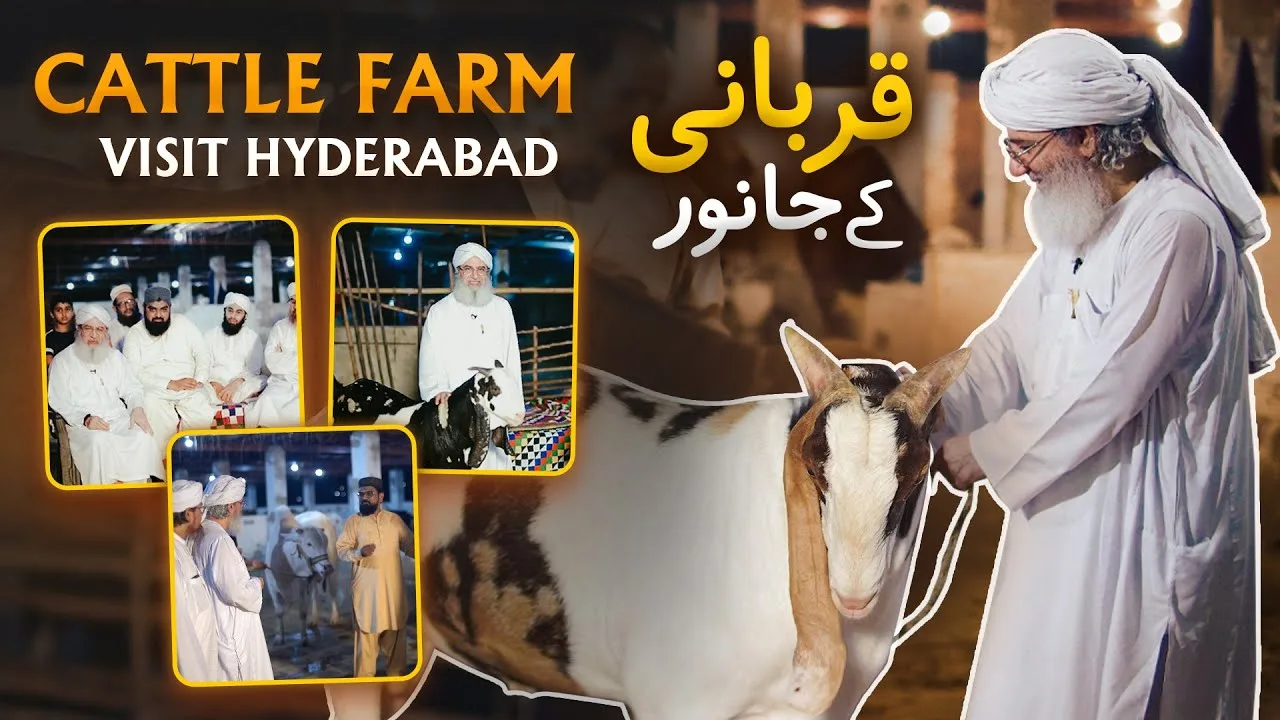 Haji Shahid Attari Visits a Cattle Farm | Qurbani Ka Janwar Kaisa Hona Chahiye | Bakra Eid 2022